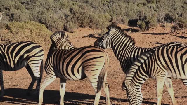 Wildlife zebras