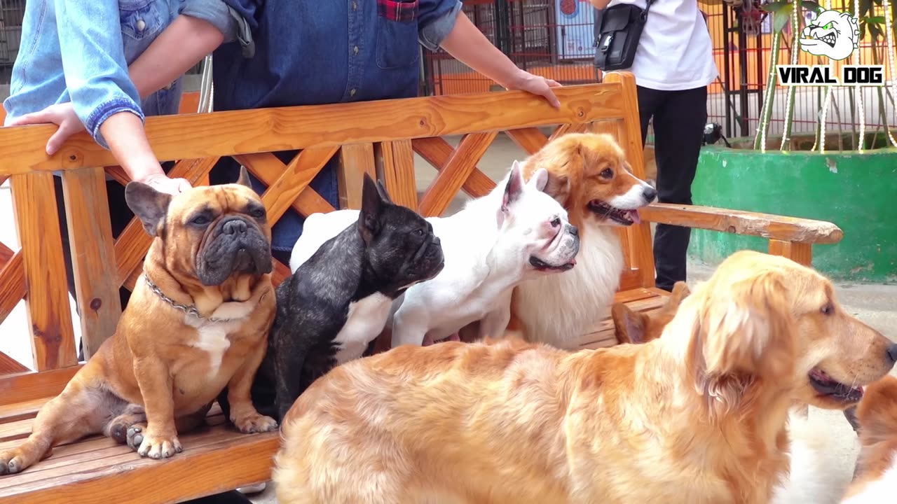 Funny Dogs And Puppies Life Video Viral Dog