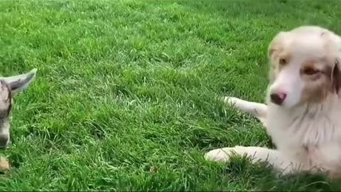 Goat VS dog