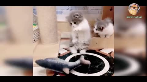 Funny Cats | Funny Animal Vidios 2022 | Try Not To Laugh USA.