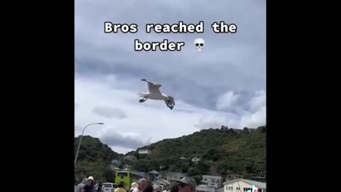 Memes that are funny