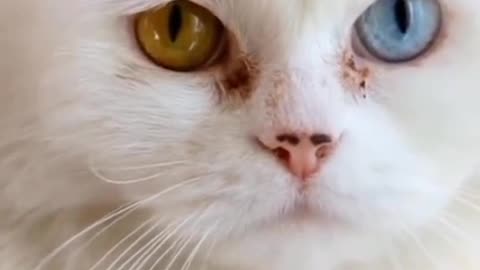 Cats funny video very funny