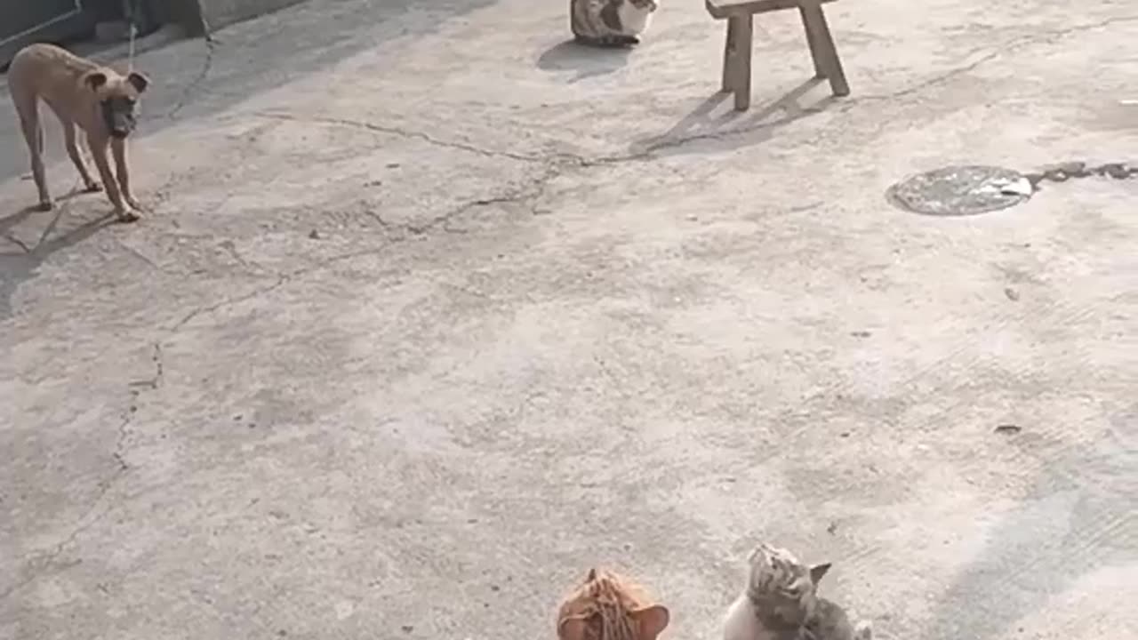 HUNGRY CATS