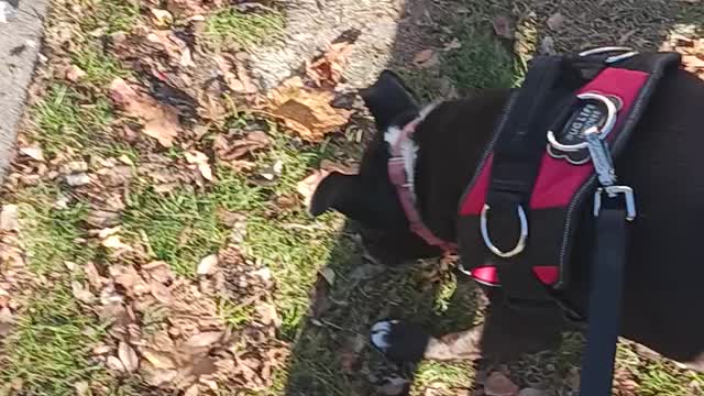 Neighbors dog.