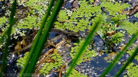 Animals of Amazon 4K - Animals That Call The Jungle Home | Amazon Rainforest |Scenic Relaxation Film