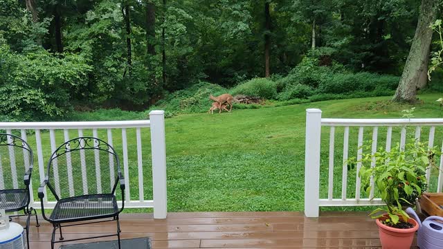 Nursing deer in backyard