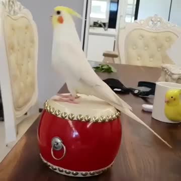 A wonderful clip The parrot beats the drum and sings