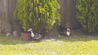 Ducks Guarding The Border