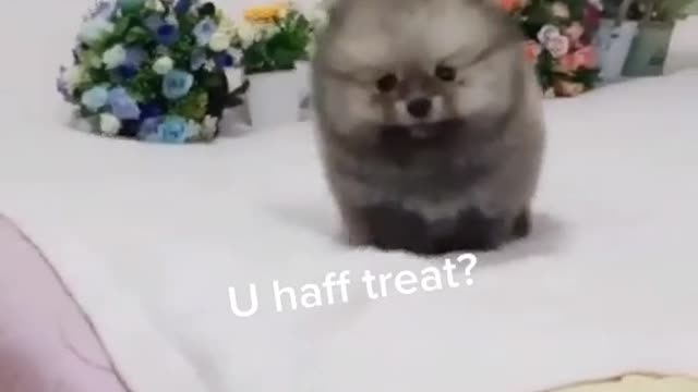 Funny Pomeranian Puppy