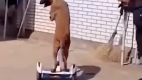 Funny animals