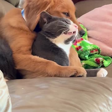 The end 😂😂😂 #funny #viral #shorts #pets #petscuddling