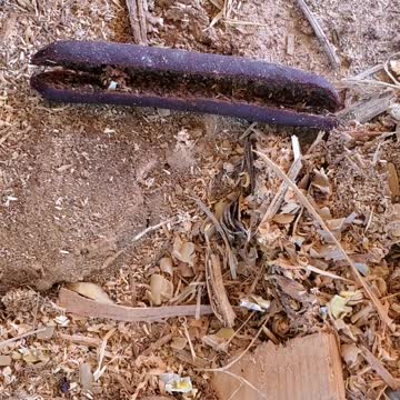 The 🐜 ant army tries to Move into the sausage instead of eating it