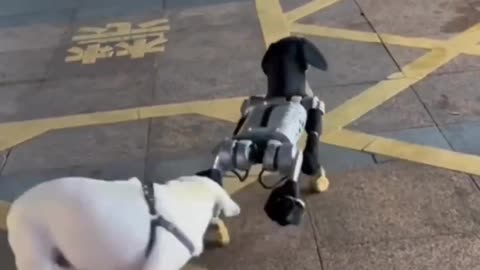 Robo dog playing with a real dog.