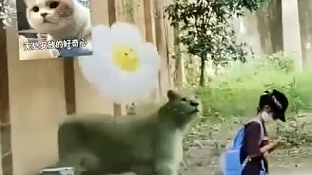 The big lion turns into a small cat, chasing the balloon