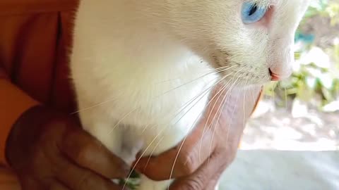 Blue Eye Cats