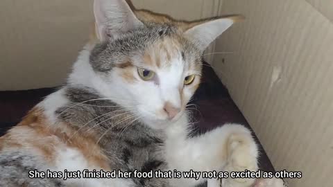 Kitten Hissing At Her Mother Cat For The Food She Loves The Most