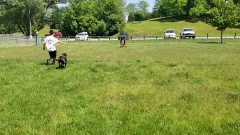 First time at dog park