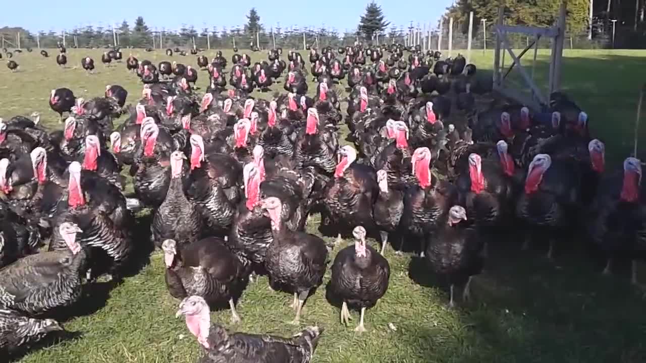 Turkey Run