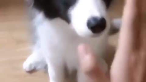 Top Funny Cute Dog