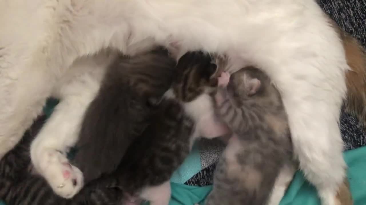 Kittens fighting for milk 🍼