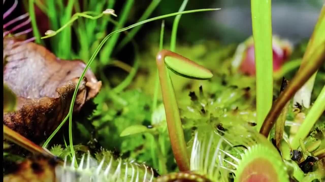 The plant of Venus