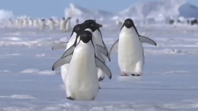 Waddling Penguins 🐧🐧🐧🐧🐧