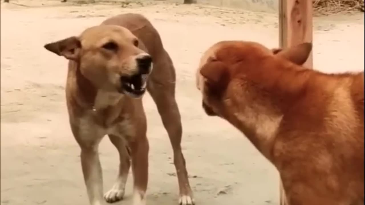 Mirror prank on street dogs 😂😂