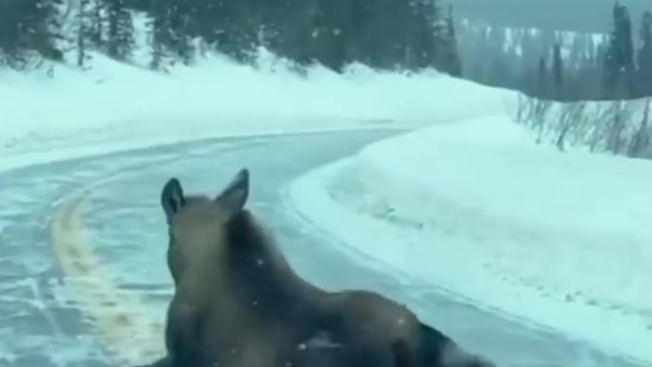 Beautiful animals ππββ¬πβπ¦Ίπ