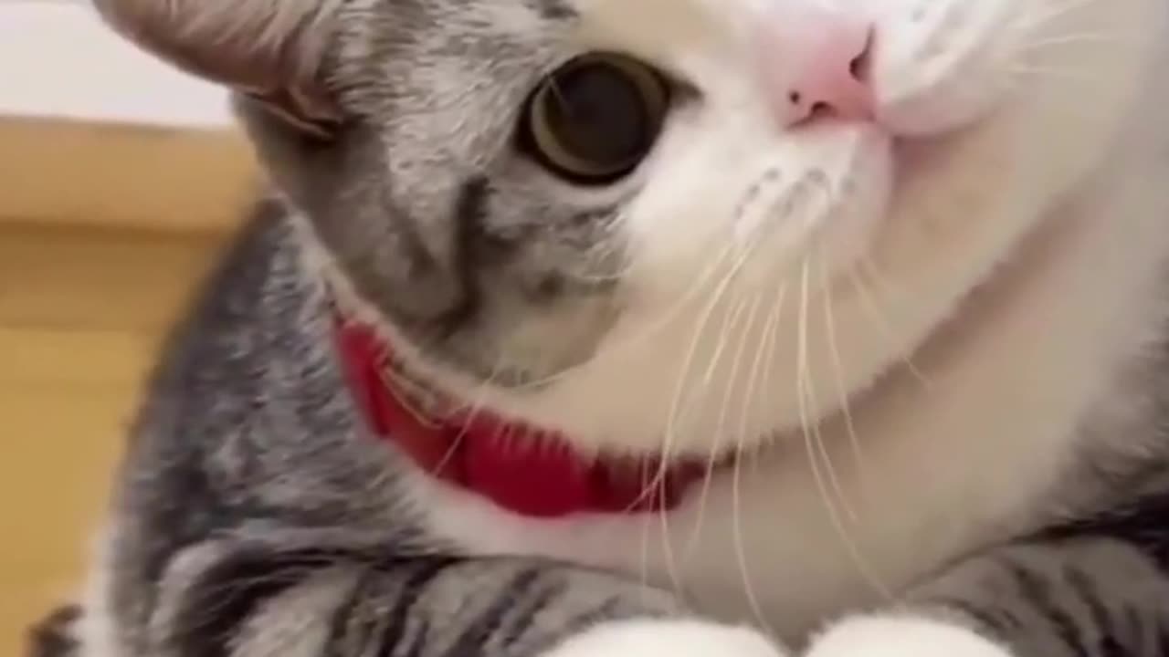 Am I look dumb ! Catvideo