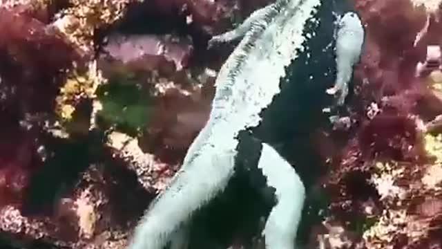 Marine iguanas of the Galápagos Islands are a wonder of evolvution