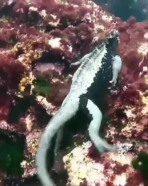 Marine iguanas of the Galápagos Islands are a wonder of evolvution