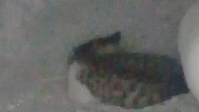 Cat funny video