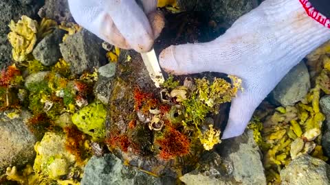 Sea turtle enjoy full body refreshing service when removed barnacles and mucus cement from shell