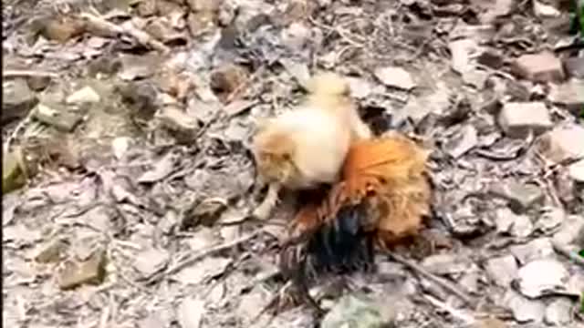 Dogs vs chicken fighting funny video