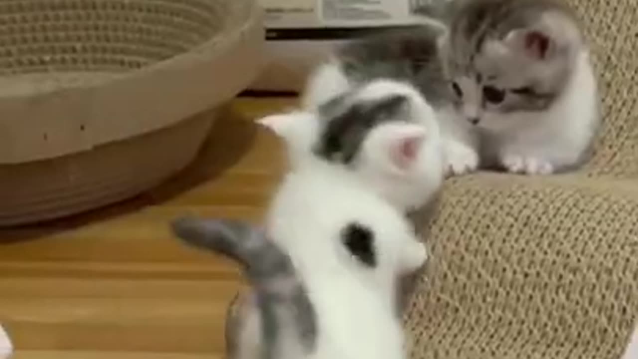 Lovely Cut kittens cat 🙀 video