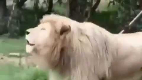 Happy lion