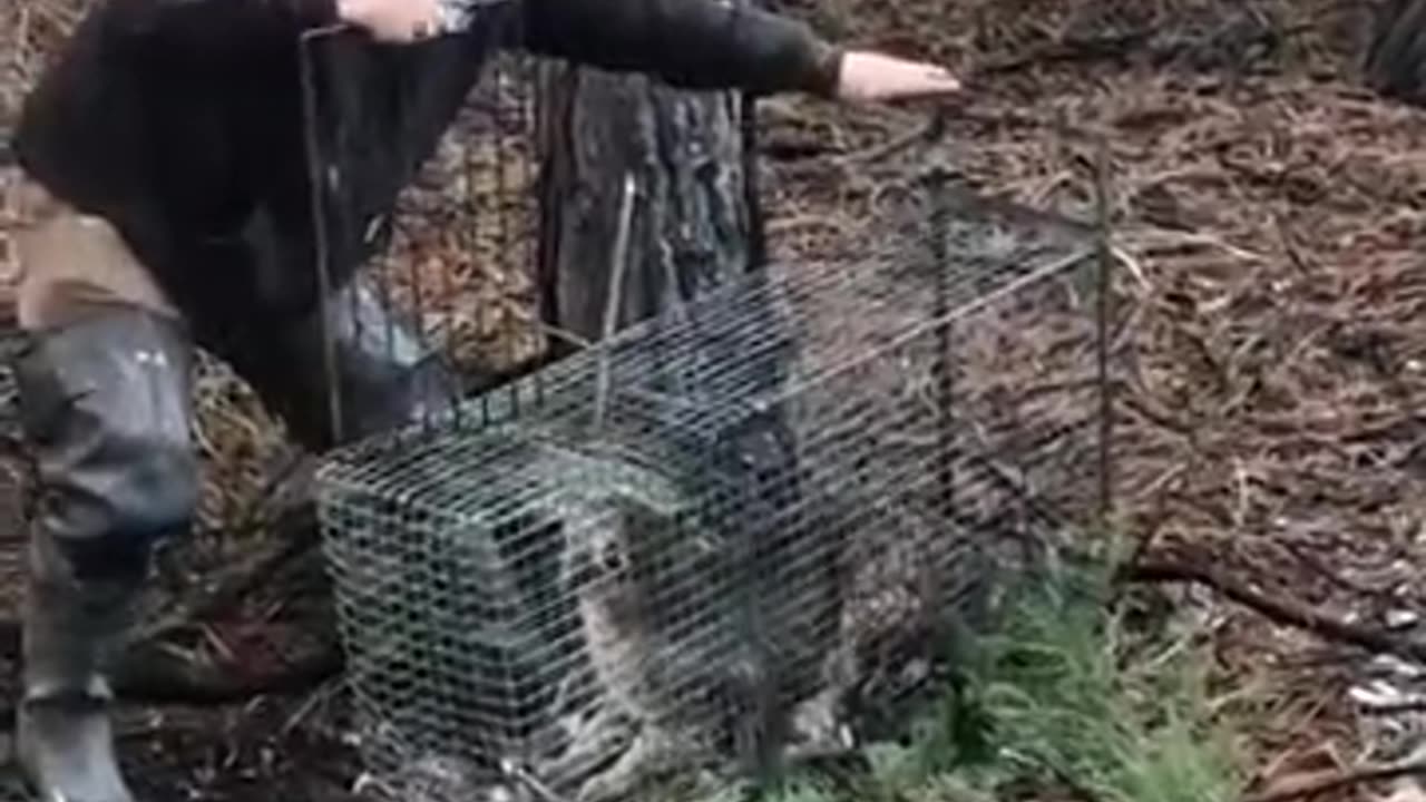 Crazy mean cat gets brave!