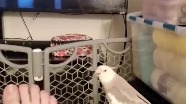 Cute baby animals |funny animals | Funny cats |cute cats
