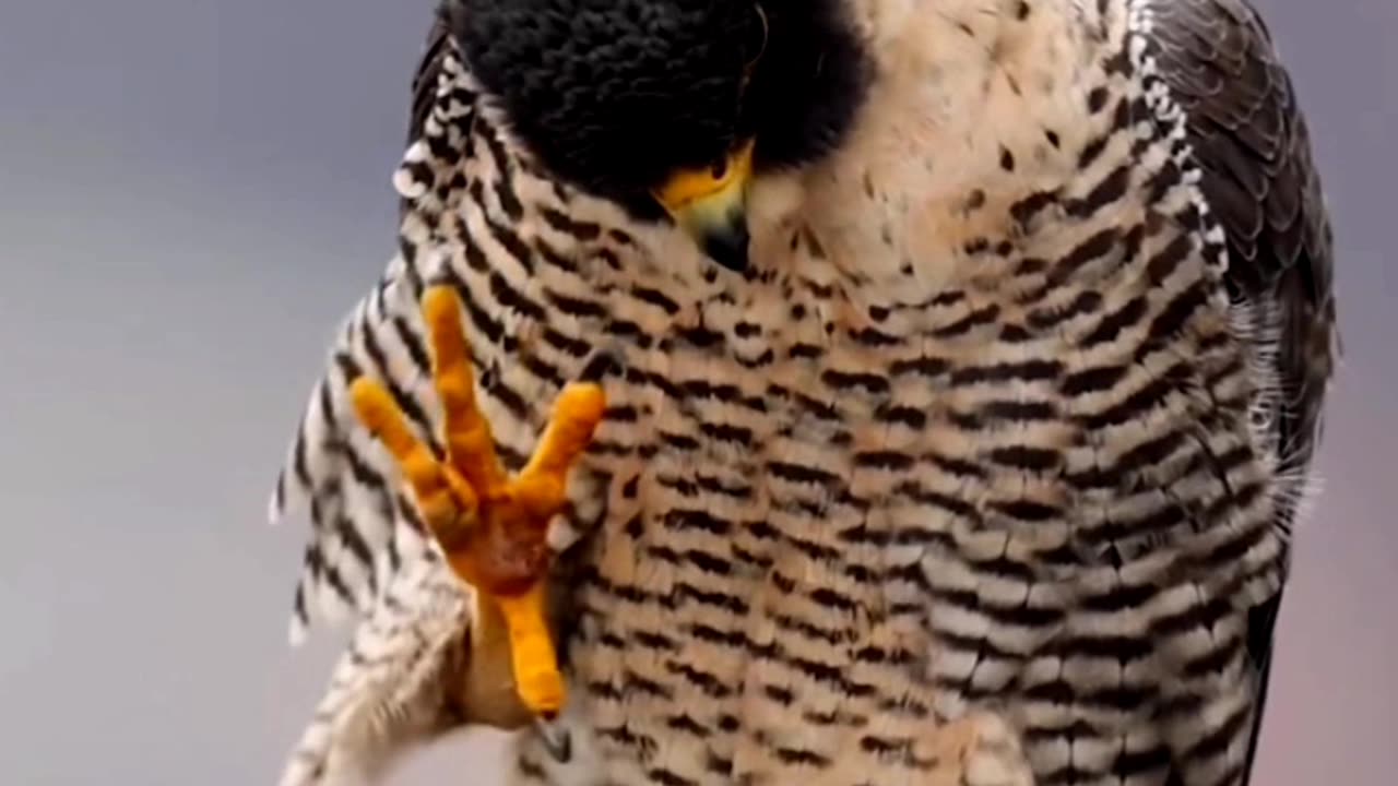 Peregrine falcon speed || The peregrine falcon is best known for its diving speed 🤝🏻🙏🏻👍🏻