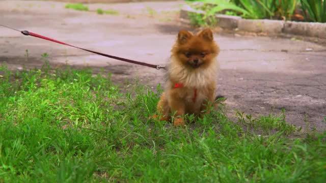 cat playing with dog