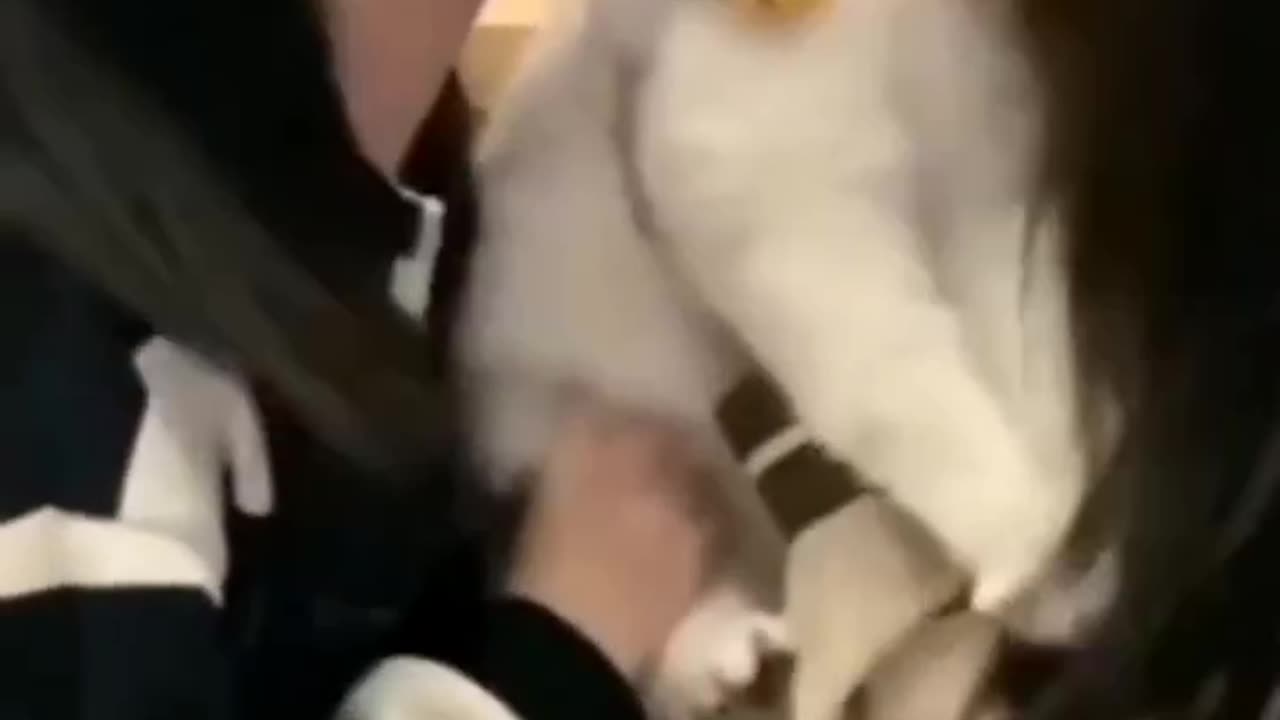 Cutie 🥰🥰 #cats videos# animals videos#love#petlover