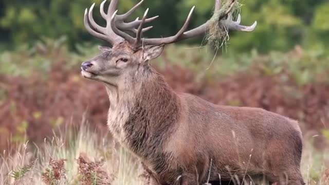 Look at the red deer