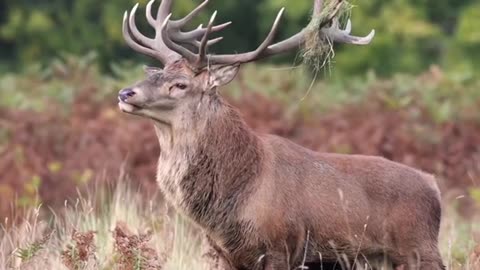 Look at the red deer