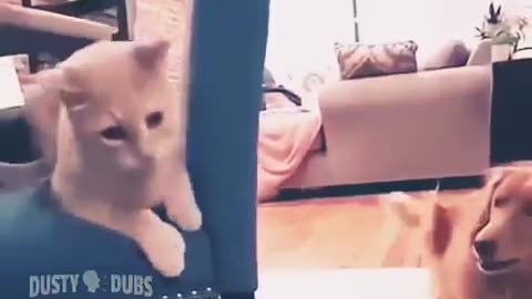 funny animal video