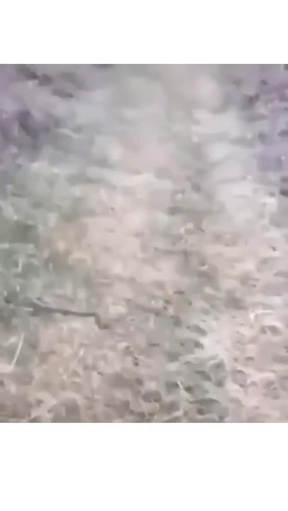 Is that snake bothering you