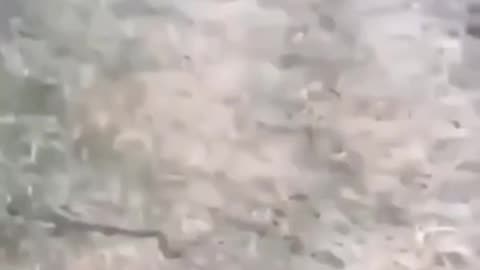 Is that snake bothering you