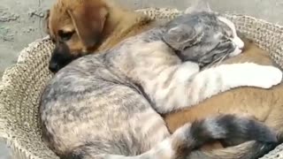 Cat and dog - best friends