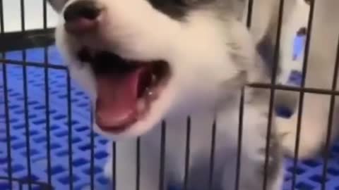 Proof that huskies are the most dramatic dog ever😃
