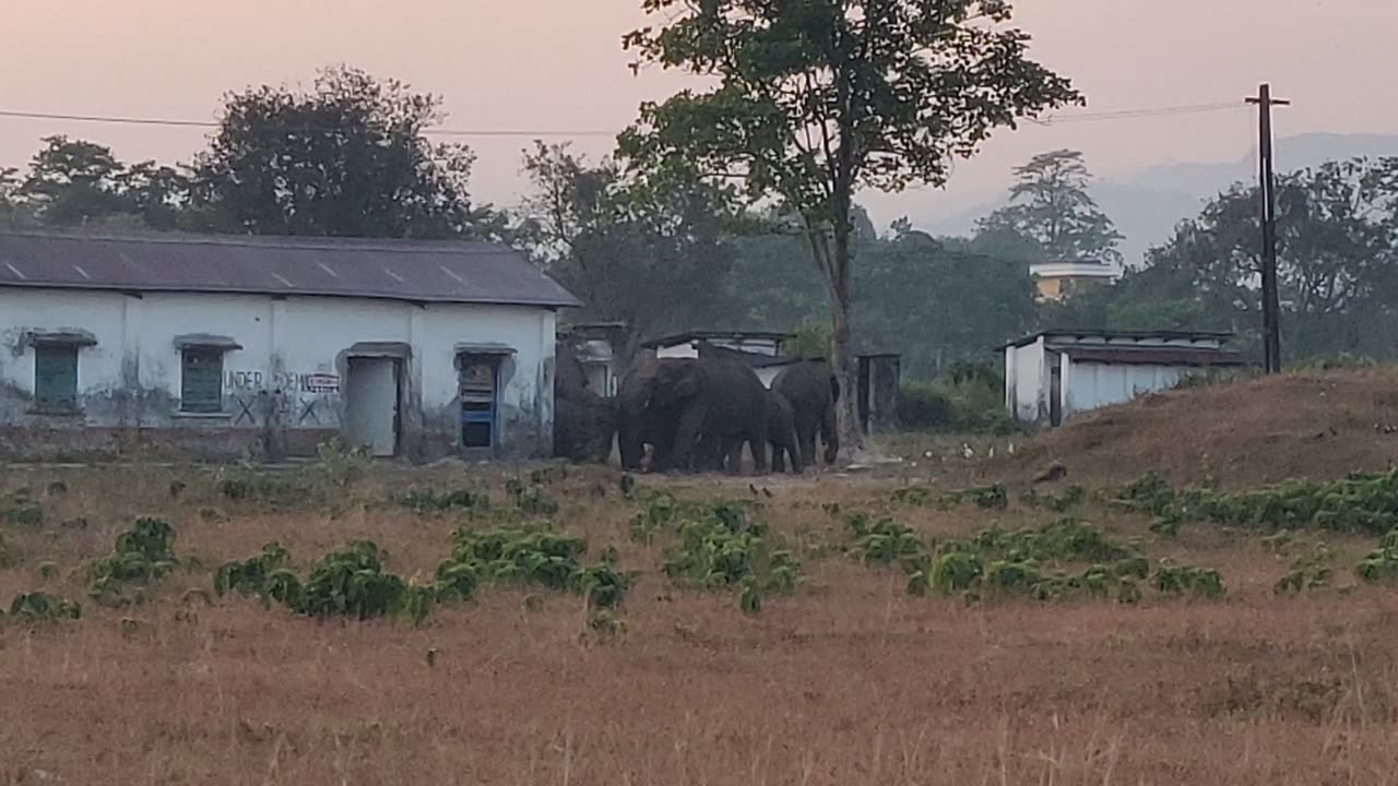 Wildlife