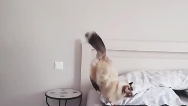 Flying amazing cat from the highest point- rumble